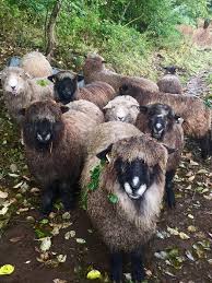 Attēlu rezultāti vaicājumam “Ovis aries”