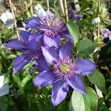 Image result for clematis multi blue