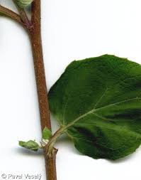 Attēlu rezultāti vaicājumam “Arctium tomentosum leaf”