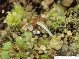 Attēlu rezultāti vaicājumam “Lophozia capitata”