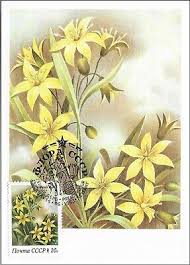 Attēlu rezultāti vaicājumam “Gagea lutea flower”