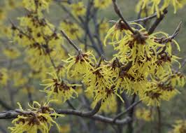 Attēlu rezultāti vaicājumam “Hamamelis virginiana”