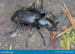 Attēlu rezultāti vaicājumam “Carabus violaceus”