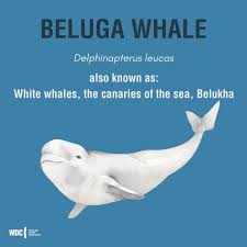 Image result for Delphinapterus leucas
