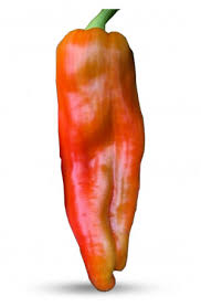 Afbeeldingsresultaat voor aconcagua sweet pepper