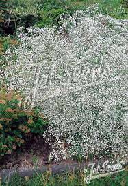Attēlu rezultāti vaicājumam “Gypsophila paniculata”