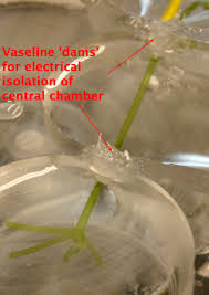 Attēlu rezultāti vaicājumam “Chara intermedia male”