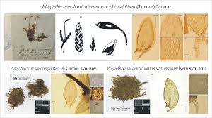 Attēlu rezultāti vaicājumam “Plagiothecium denticulatum”