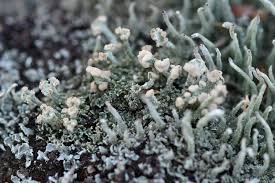 Attēlu rezultāti vaicājumam “Cladonia botrytes”