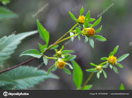 Attēlu rezultāti vaicājumam “Bidens tripartita flower”