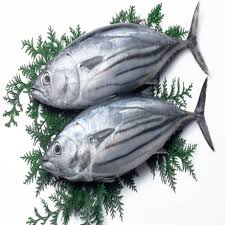 Image result for Katsuwonus pelamis