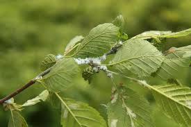 Attēlu rezultāti vaicājumam “Psylla alni”