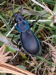 Attēlu rezultāti vaicājumam “Carabus violaceus”