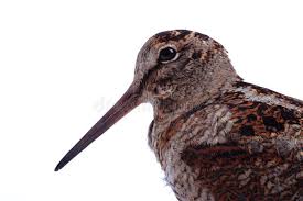 Attēlu rezultāti vaicājumam “Scolopax rusticola”