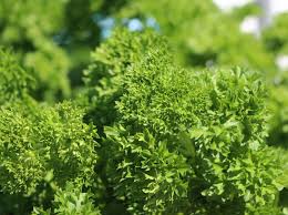 Image result for Petersilie