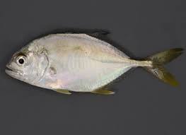 Image result for Pomatomus saltatrix