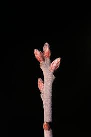 Attēlu rezultāti vaicājumam “Quercus rubra bud”