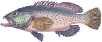 Image result for Cephalopholis fulva