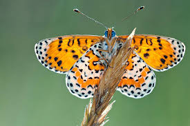 Attēlu rezultāti vaicājumam “Melitaea diamina”