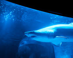 Image result for London Sharks Floorball Club