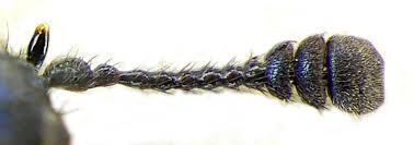 Attēlu rezultāti vaicājumam “Necrobia violacea”