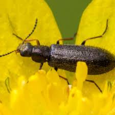 Attēlu rezultāti vaicājumam “Dasytes caeruleus”