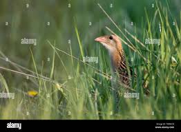 Attēlu rezultāti vaicājumam “Crex crex adult”