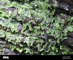 Attēlu rezultāti vaicājumam “Conocephalum salebrosum”