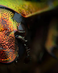 Attēlu rezultāti vaicājumam “Cetonia aurata”