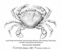 Image result for Lithodes maja