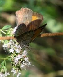 Attēlu rezultāti vaicājumam “Hyponephele lycaon male”