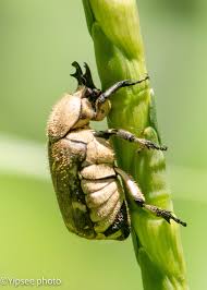 Attēlu rezultāti vaicājumam “Phyllopertha horticola imago”