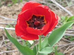 Attēlu rezultāti vaicājumam “Tulipa gesneriana flower”