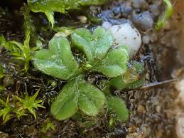 Attēlu rezultāti vaicājumam “Calypogeia sphagnicola”