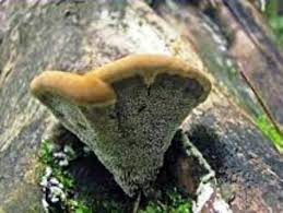 Attēlu rezultāti vaicājumam “Inonotus leporinus”