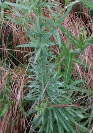 Attēlu rezultāti vaicājumam “Linaria vulgaris leaf”