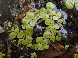 Attēlu rezultāti vaicājumam “Spirodela polyrhiza”