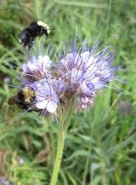 Attēlu rezultāti vaicājumam “Phacelia tanacetifolia flower”