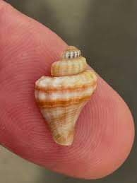 Image result for Melongena corona