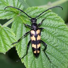 Attēlu rezultāti vaicājumam “Leptura quadrifasciata”