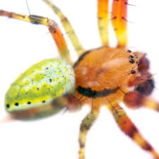 Attēlu rezultāti vaicājumam “Araniella male”