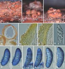 Attēlu rezultāti vaicājumam “Nectria episphaeria”