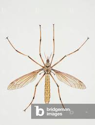 Attēlu rezultāti vaicājumam “Tipulidae”