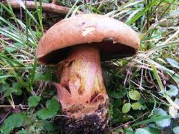 Attēlu rezultāti vaicājumam “Boletus luridus”