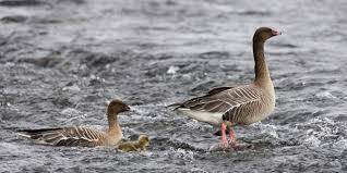 Attēlu rezultāti vaicājumam “Anser brachyrhynchus adult”