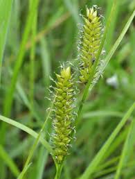 Attēlu rezultāti vaicājumam “Carex vesicaria”