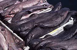 Image result for Dalatias licha