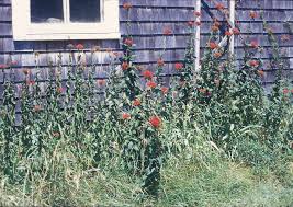 Attēlu rezultāti vaicājumam “Silene chalcedonica fruit”
