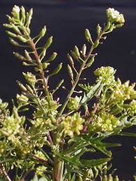 Attēlu rezultāti vaicājumam “Rorippa palustris leaf”