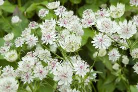 Attēlu rezultāti vaicājumam “Astrantia major”